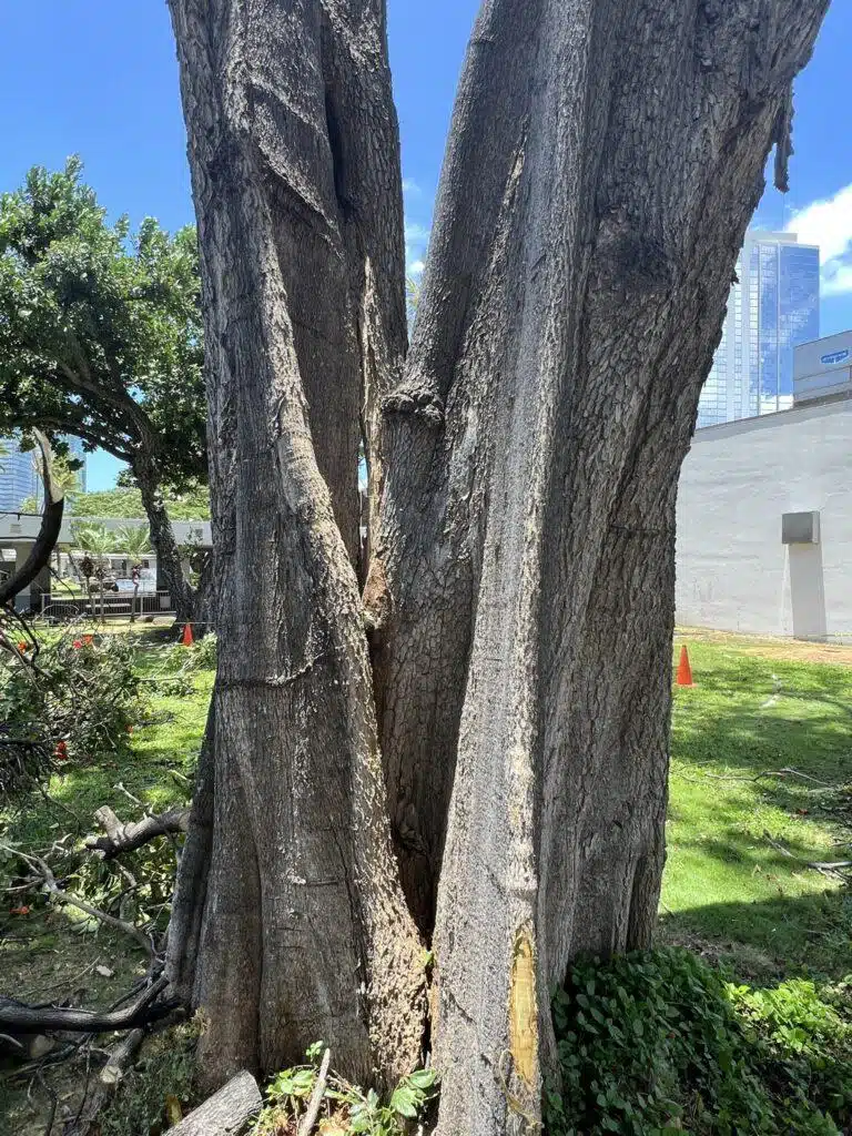 Tree Risk Assessment Hawaii - HTM Contractors