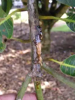 Tree Diagnosing In Hawaii - HTM Contractors