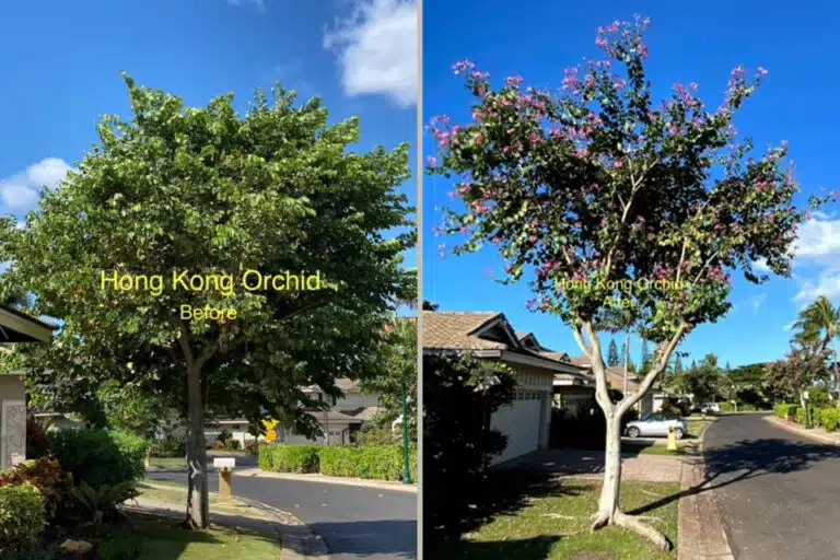 Crown Restoration Services In Hawaii