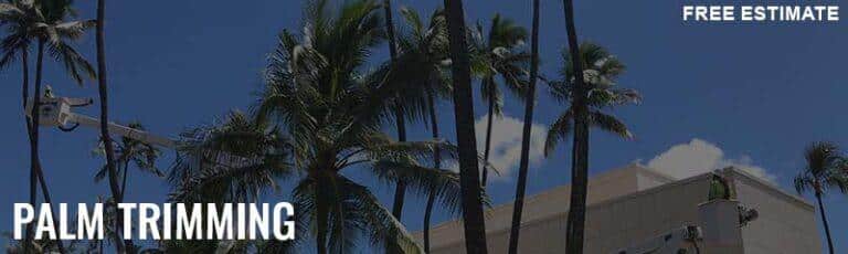 Palm Trimming In Hawaii