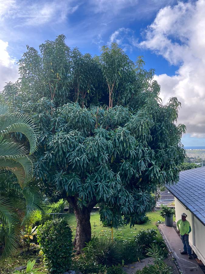 Tree Pruning Services In Hawaii