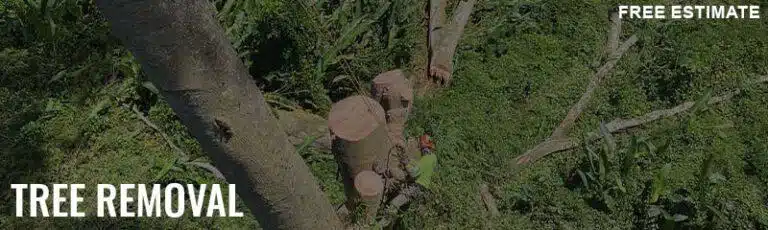 Tree Removal In Hawaii