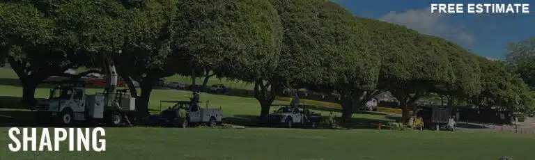 Tree Shaping In Hawaii