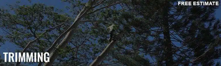Tree Trimming Services In Hawaii