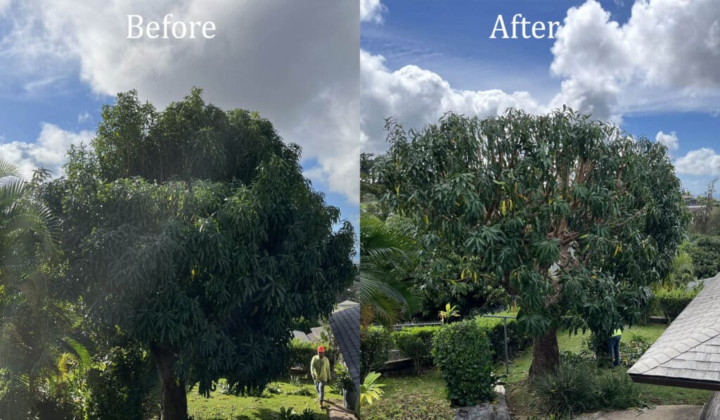 Tree Trimming In Hawaii