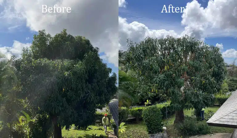 tree-trimming-services
