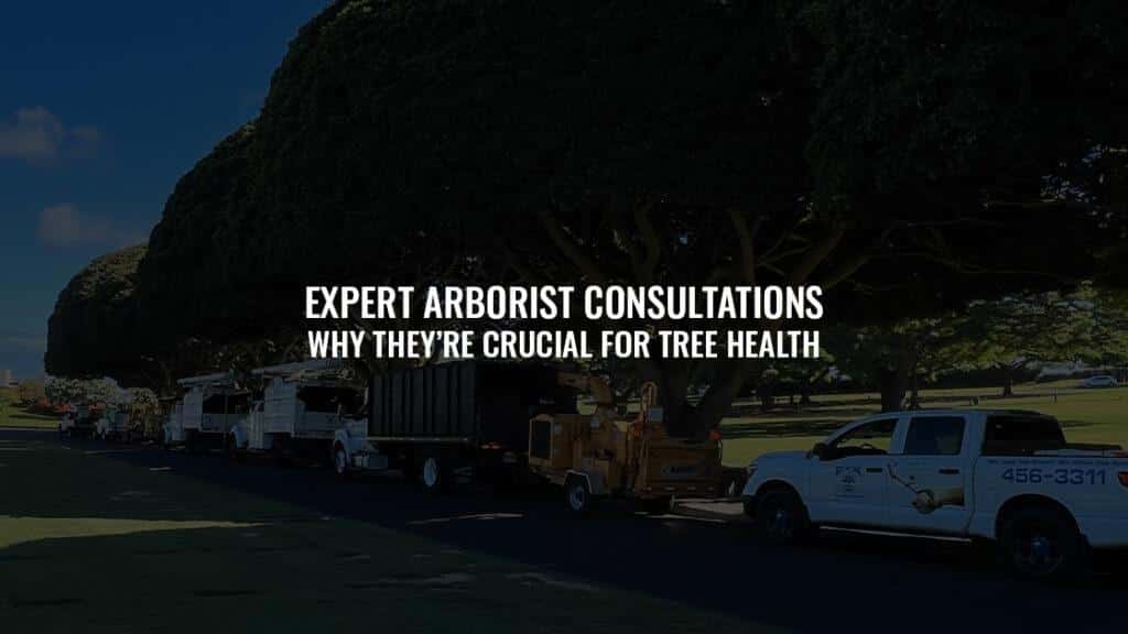 Expert Arborist Consultations: Why They’re Crucial for Tree Health