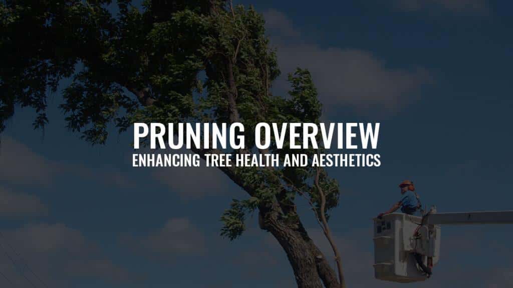 Pruning Overview: Enhancing Tree Health and Aesthetics