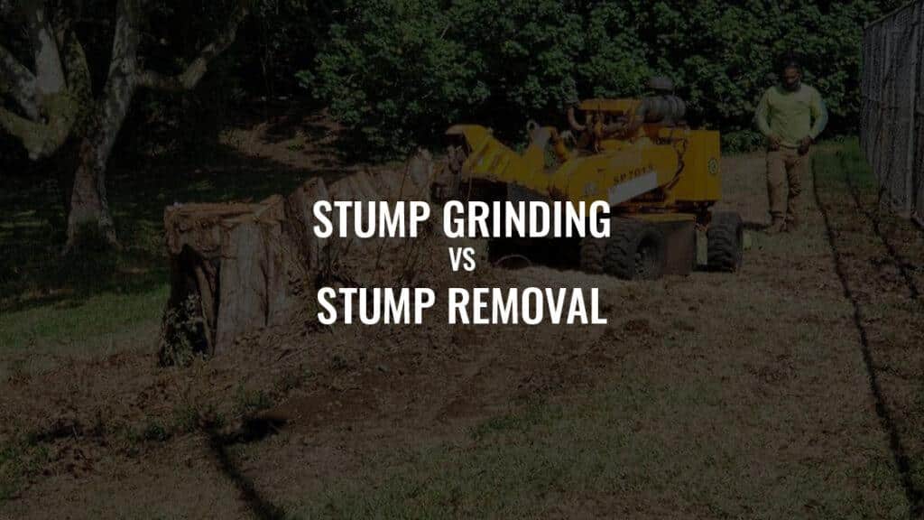 Stump Grinding vs. Stump Removal in Hawaii: Key Differences and Considerations