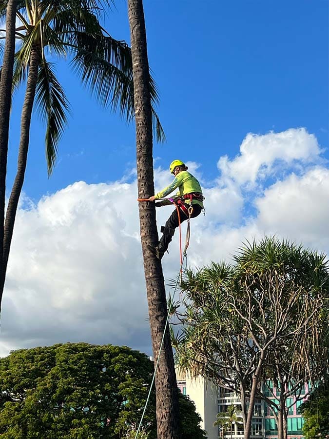Tree Trimming In Hawaii