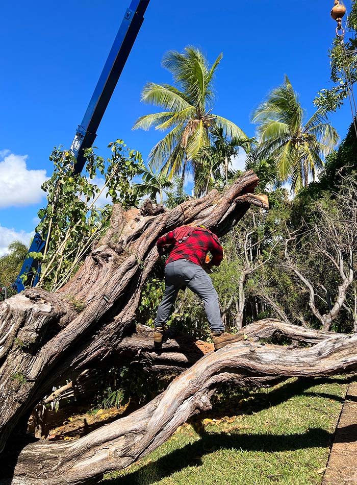 A Tree After A Hurricane In Hawaii