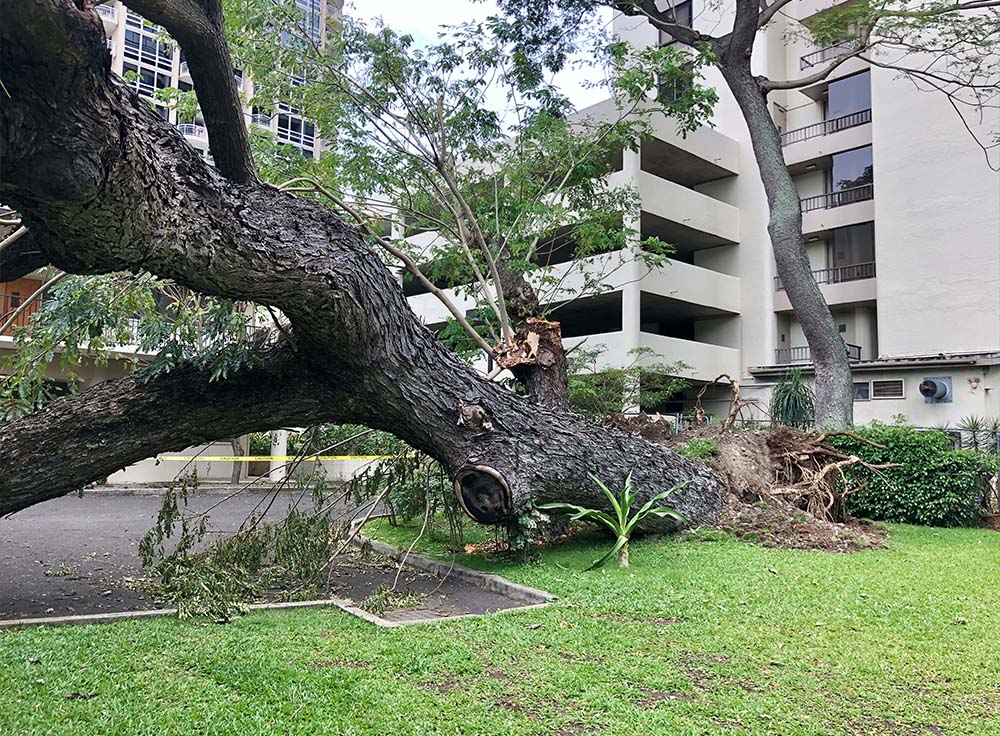 Emergency Tree Services In Hawaii