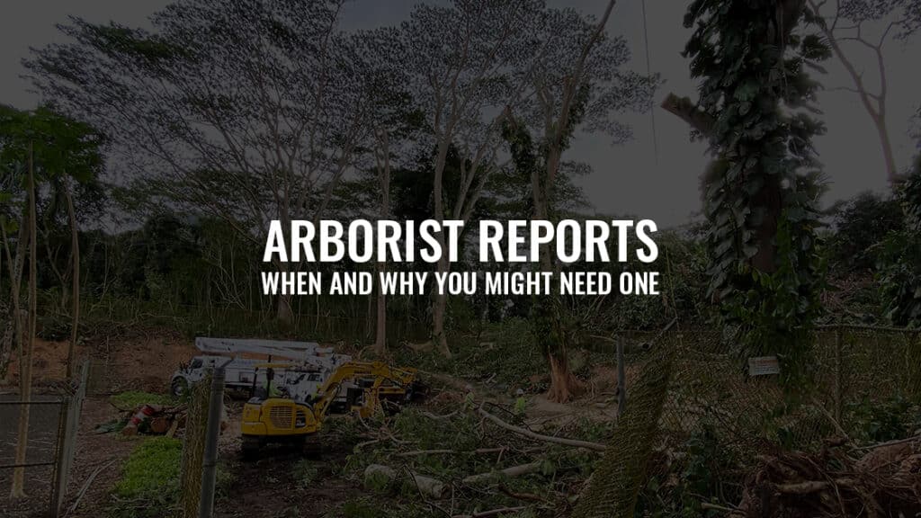 Arborist Reports: When and Why You Might Need One