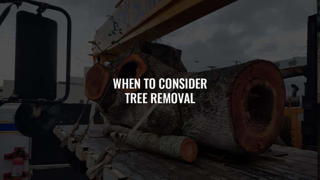 When to Consider Tree Removal: Navigating Safety and Health Factors