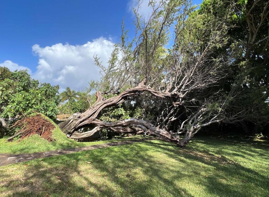 Emergency Tree Removal Hawaii