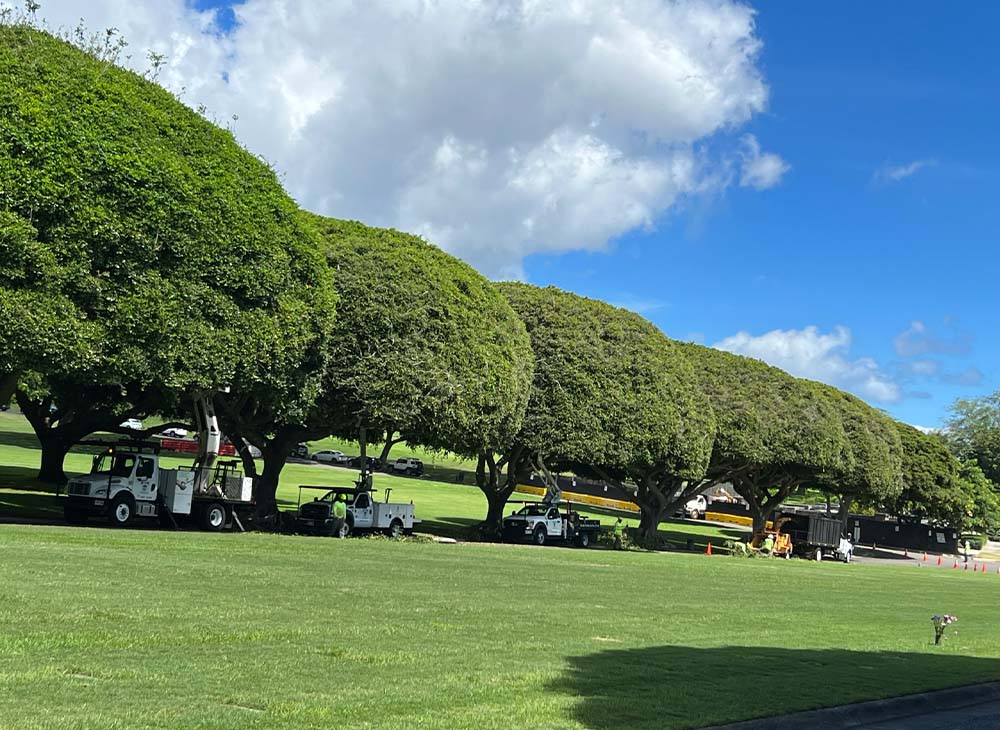 Tree Shaping Services In Hawaii