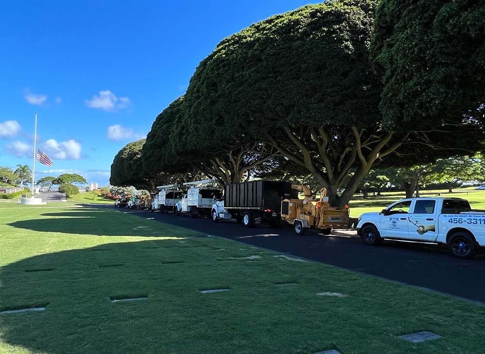 Tree Shaping Services In Hawaii - HTM Contractors