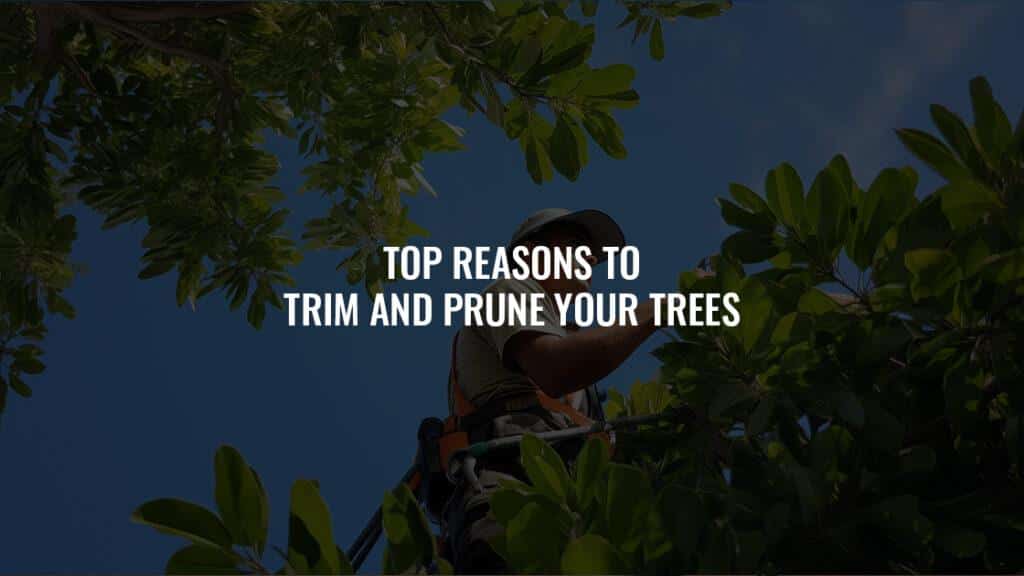 Branching Out: Top Reasons to Trim and Prune Your Trees