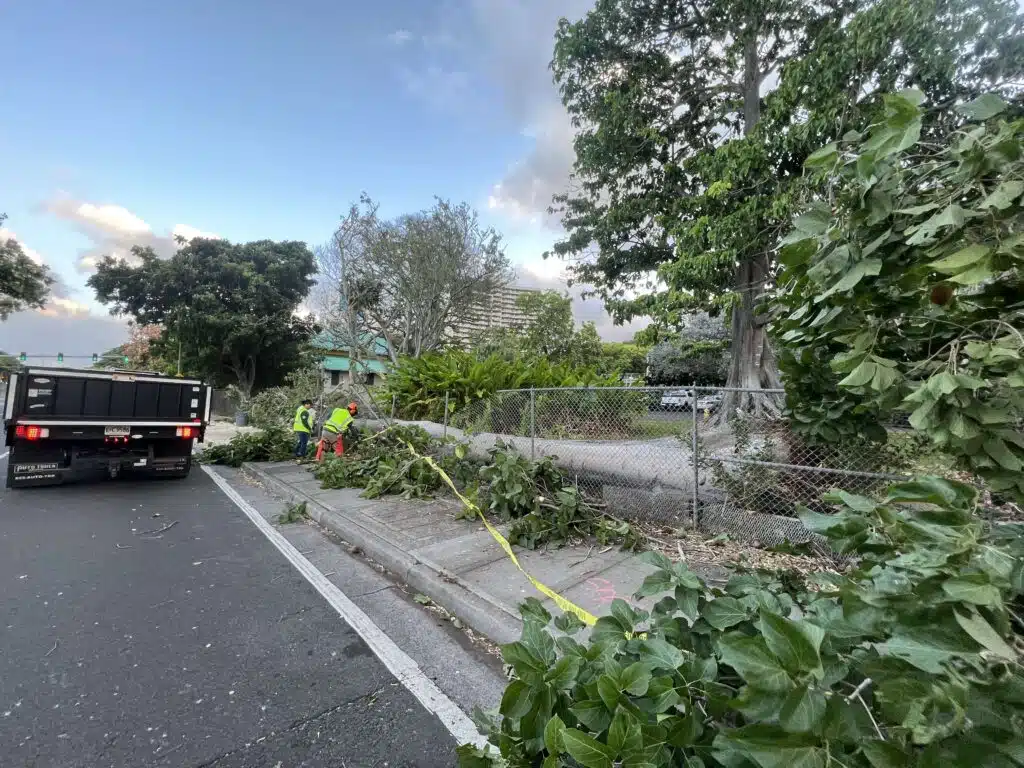 Tree Removal In Oahu, Hawaii - HTM Contractors