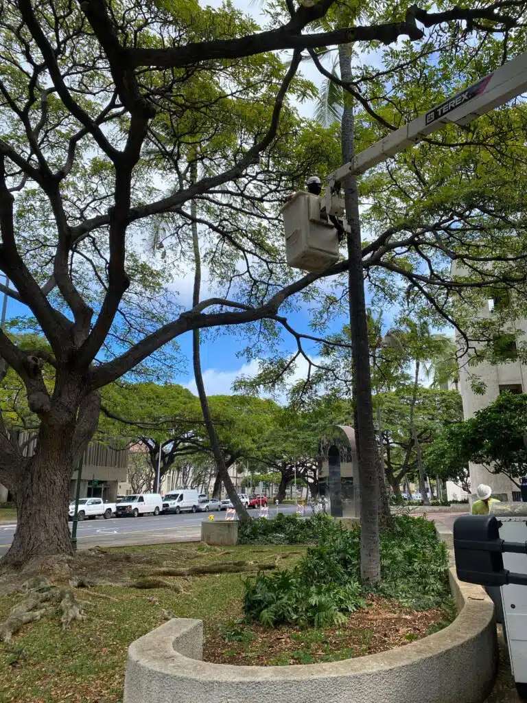 Tree Pruning In Oahu, Hawaii - HTM Contractors