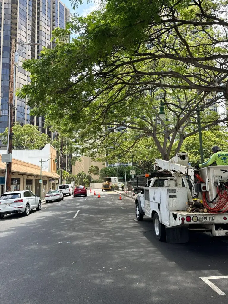 Hawaii Tree Pruning Services - HTM Contractors