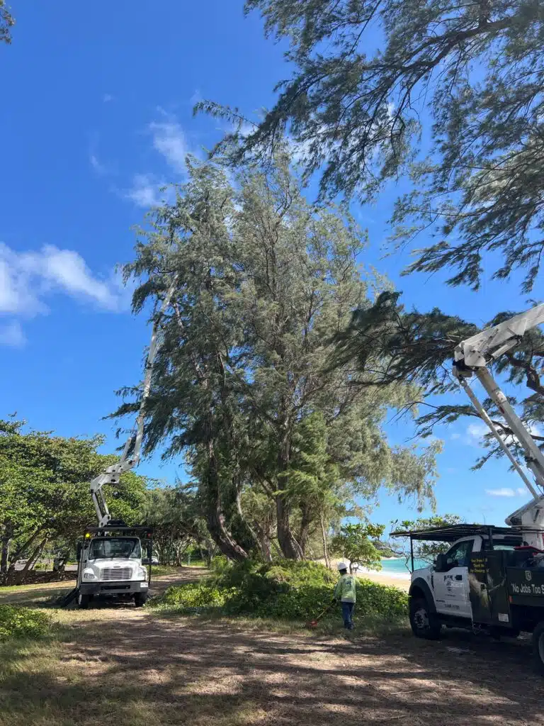 Tree Services In Hawaii - HTM Contractors