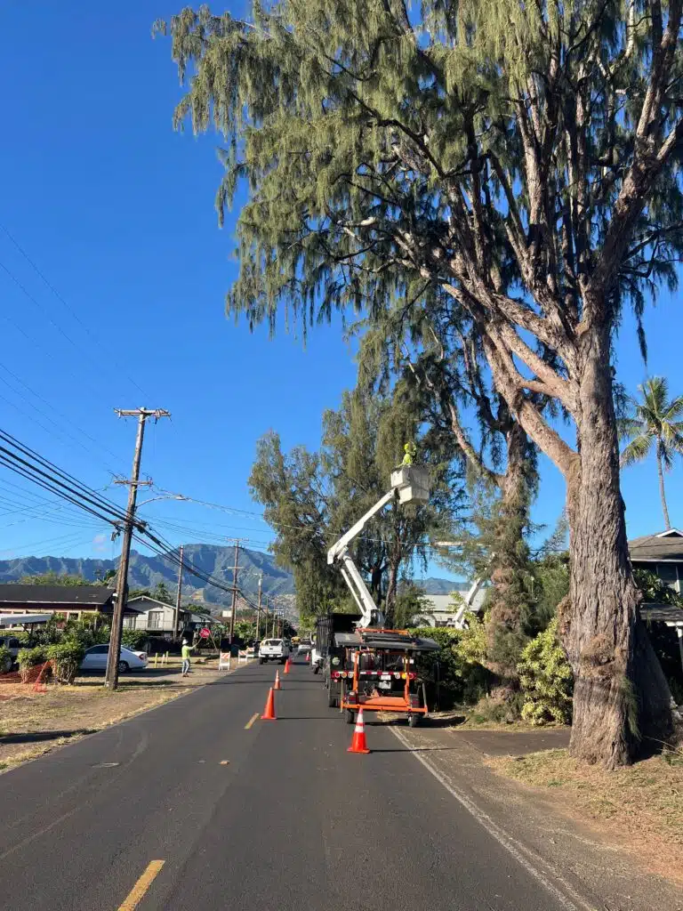 Tree Services In Hawaii - HTM Contractors