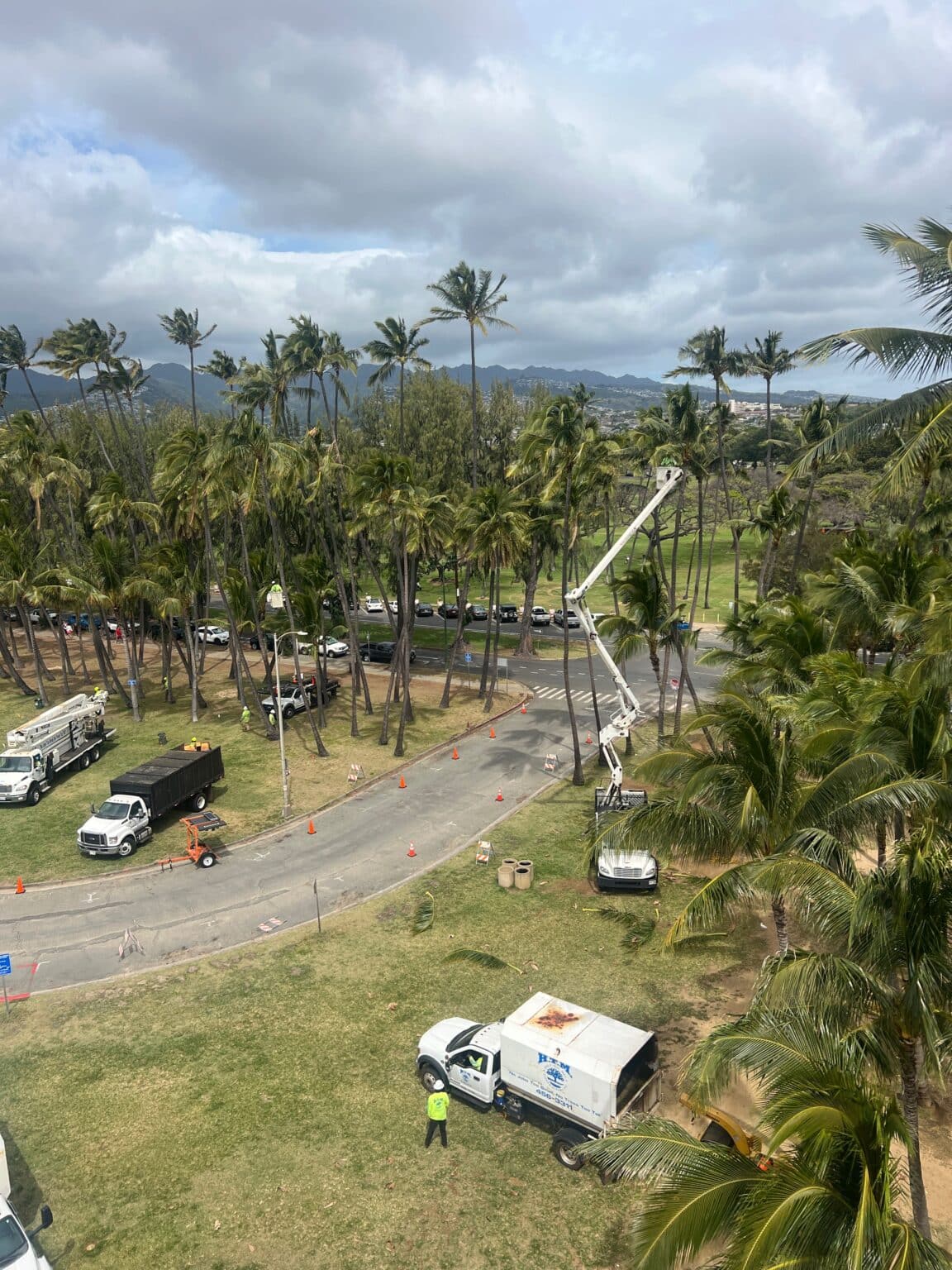 Palm Tree Trimming Services In Hawaii - HTM Contractors