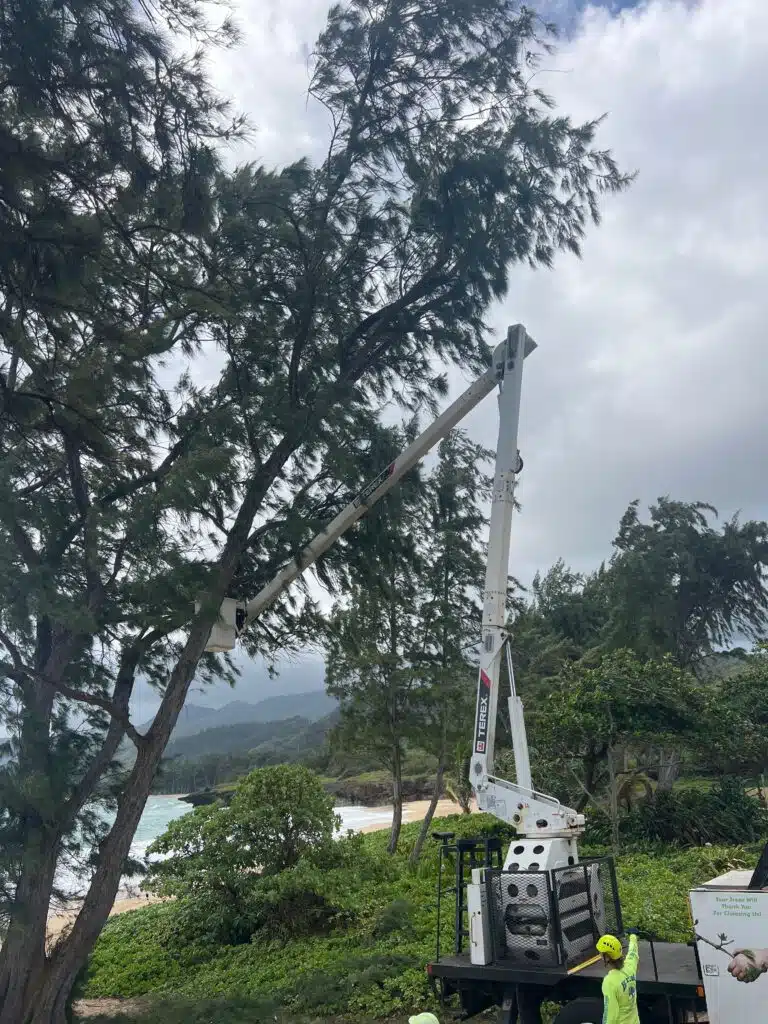 Tree Services In Hawaii - HTM Contractors