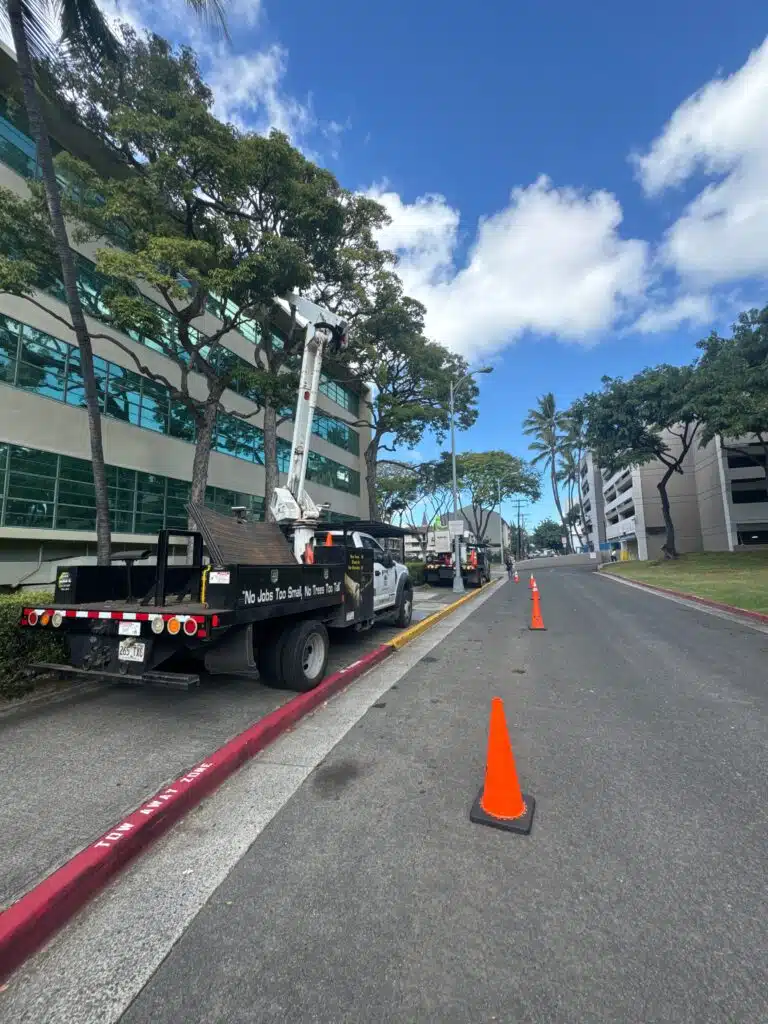Tree Pruning In Oahu, Hawaii - HTM Contractors