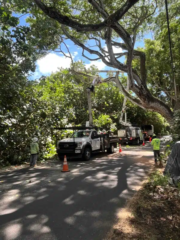 Tree Pruning In Oahu, Hawaii - HTM Contractors