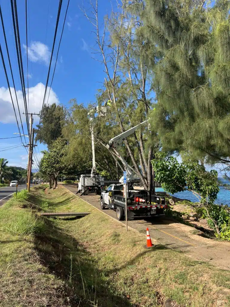 Tree Services In Hawaii - HTM Contractors