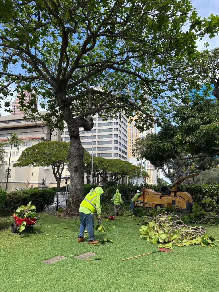 Tree Pruning In Oahu, Hawaii - HTM Contractors