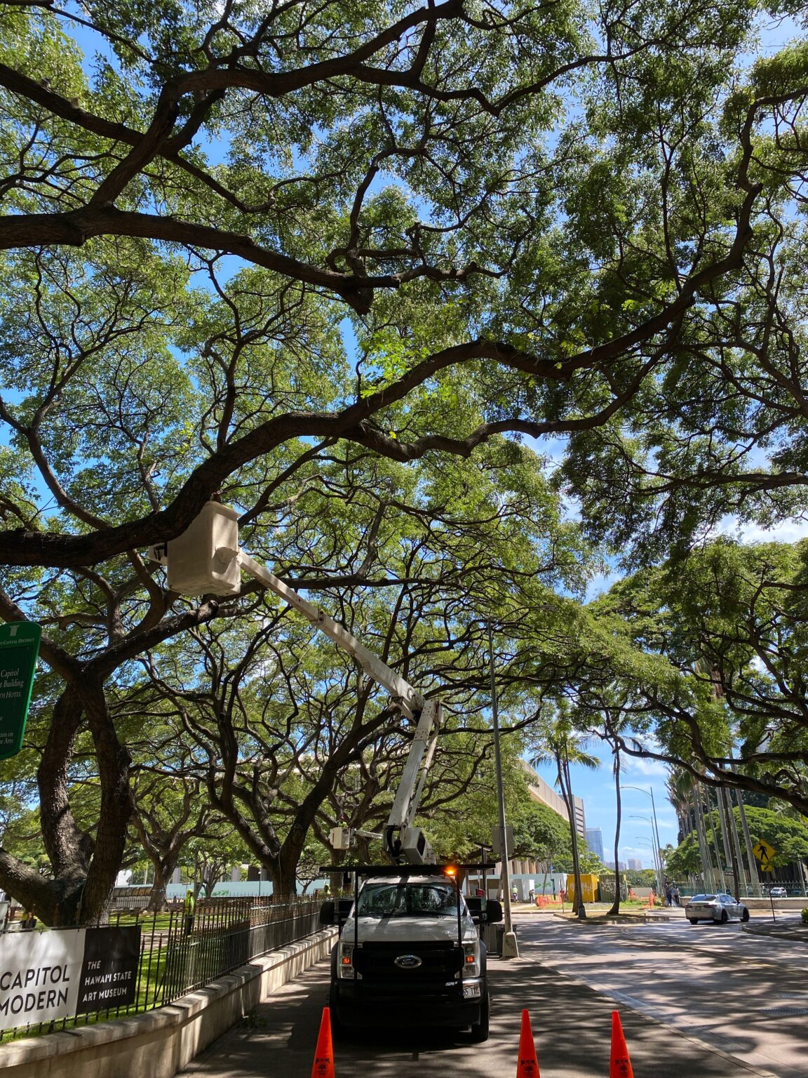 Tree Pruning In Oahu, Hawaii - HTM Contractors