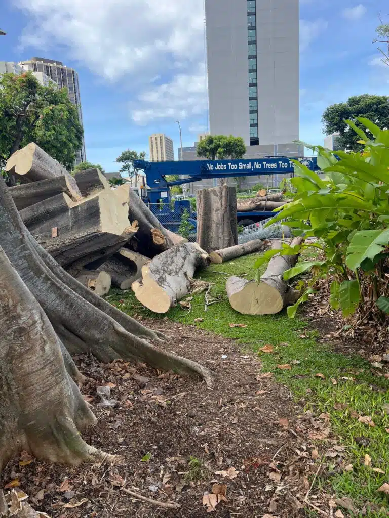 Tree Removal In Oahu, Hawaii - HTM Contractors