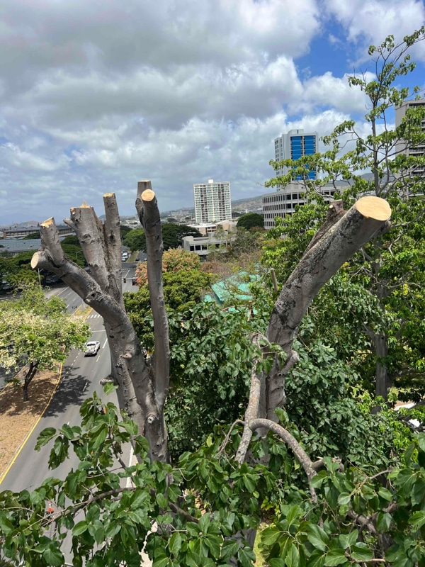 Tree Removal In Oahu, Hawaii - HTM Contractors