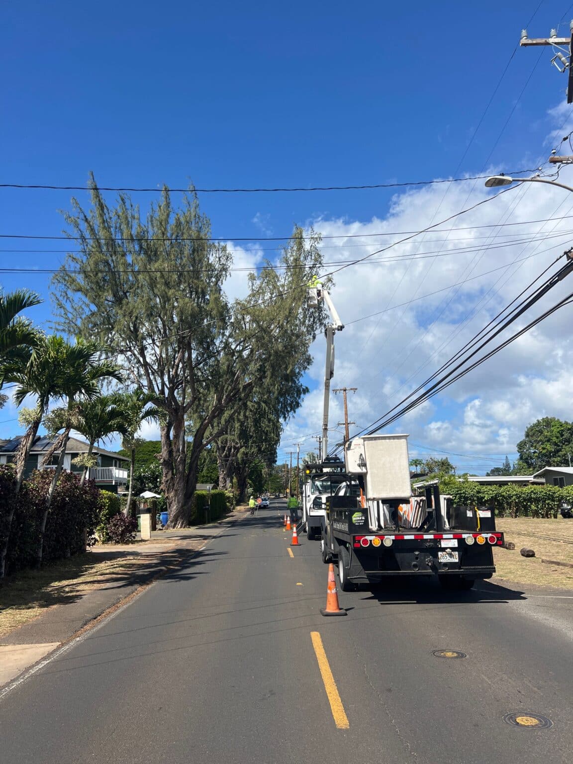 Tree Services In Hawaii - HTM Contractors