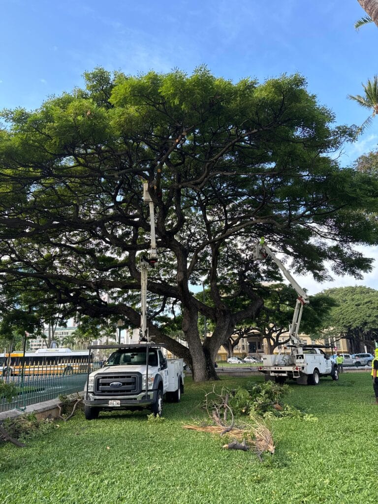 Tree Pruning In Oahu, Hawaii - HTM Contractors