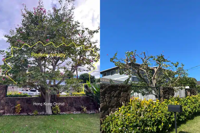 Crown Reduction In Hawaii
