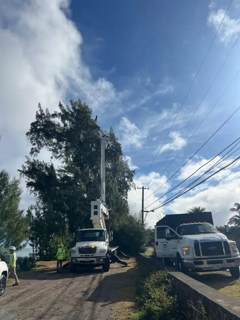 Tree Services In Hawaii - HTM Contractors