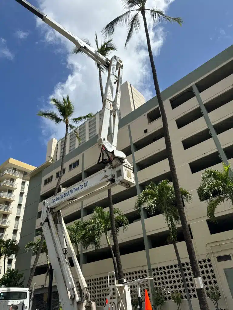 Palm Tree Trimming Services In Hawaii - HTM Contractors
