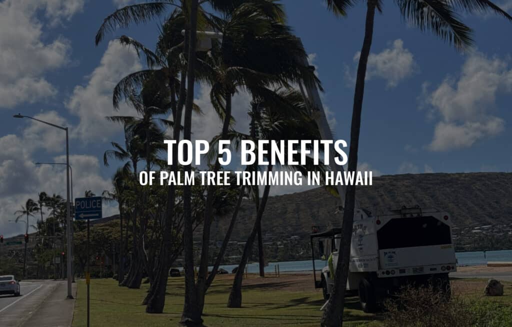 Top 5 Benefits of Palm Tree Trimming in Hawaii