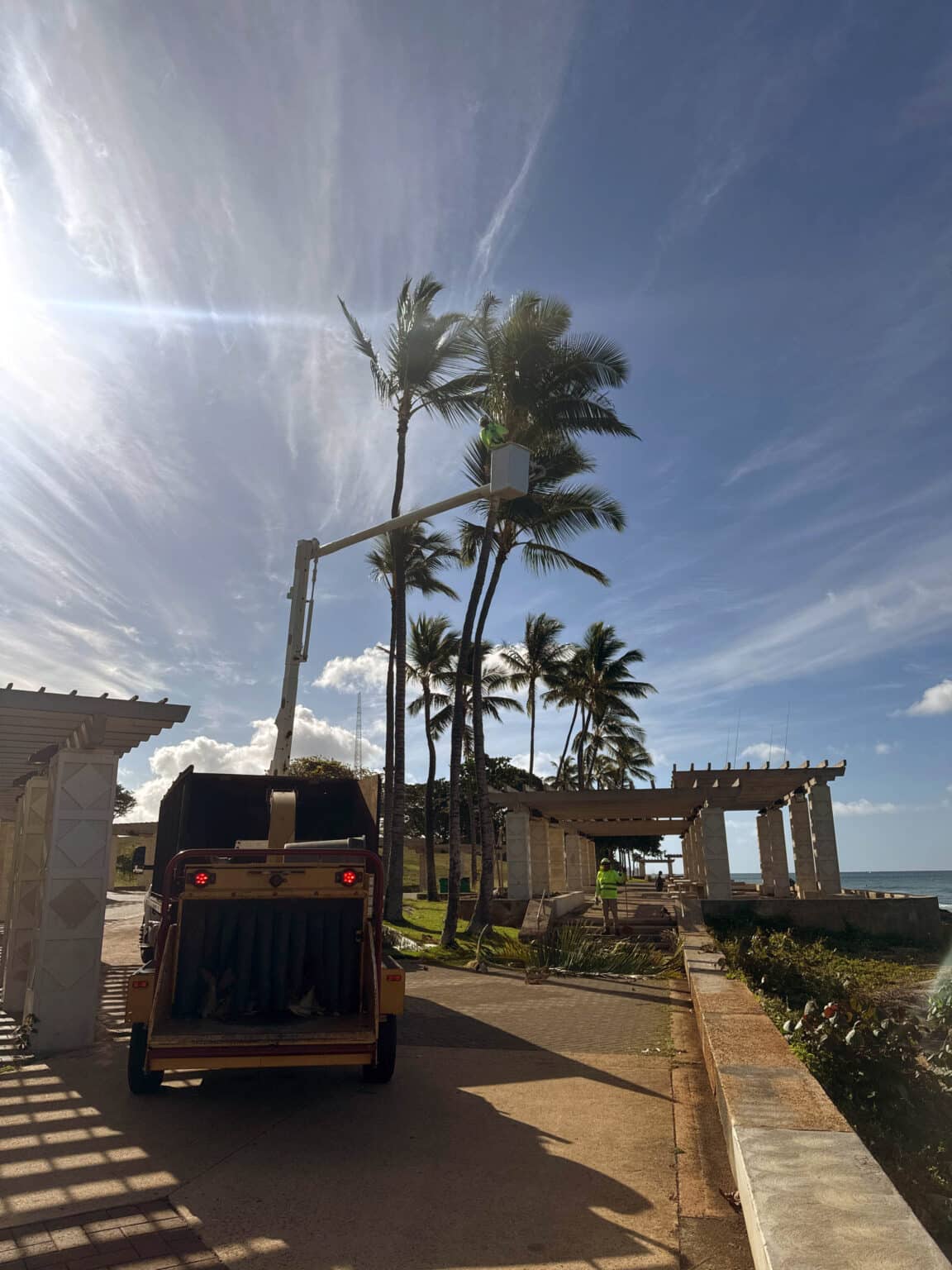Palm Tree Trimming Services - Oahu, Hawaii