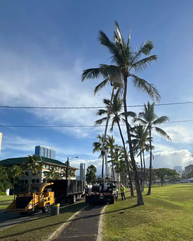 Palm Tree Trimming - Oahu, Hawaii