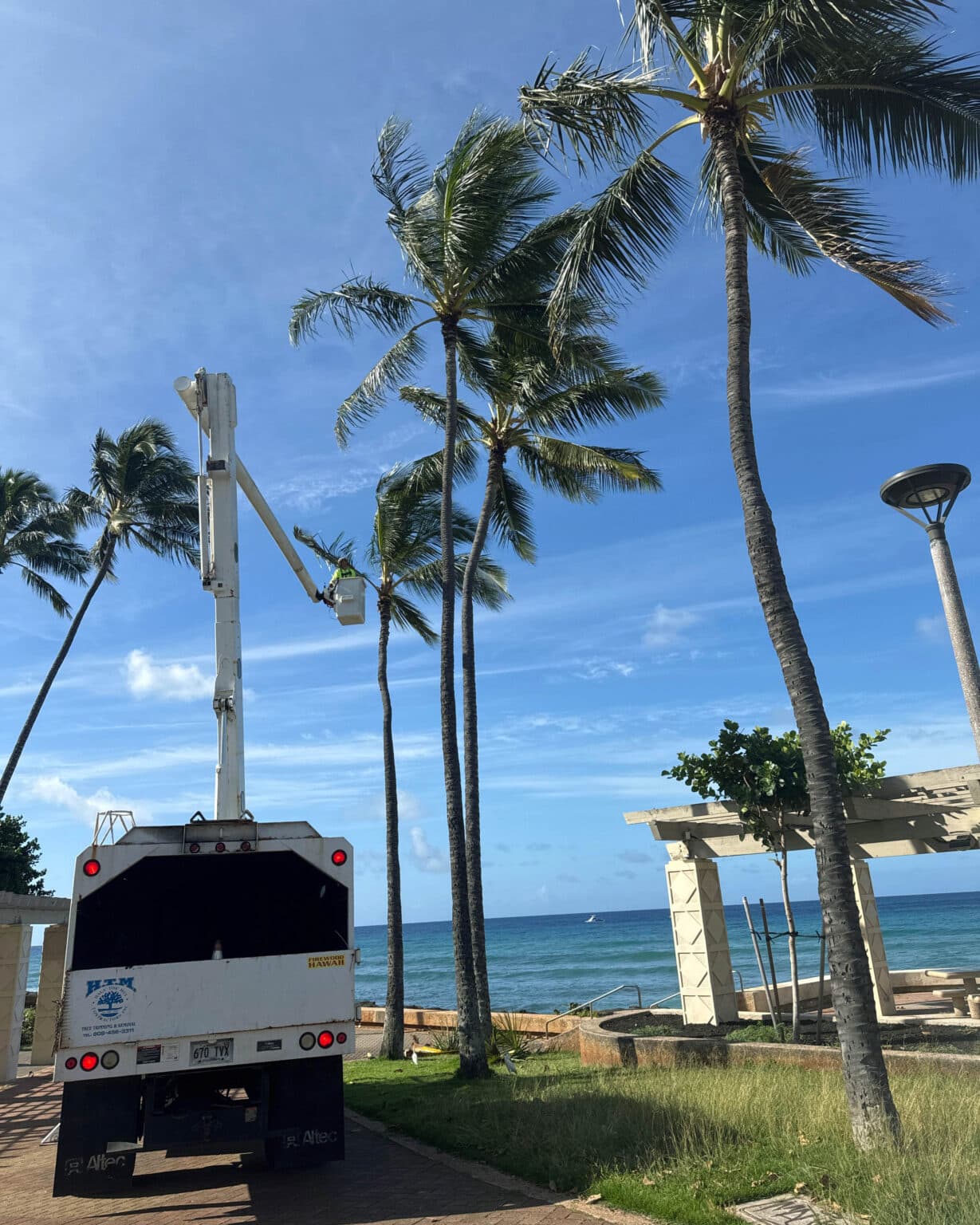 Palm Tree Trimming Services - Oahu, Hawaii