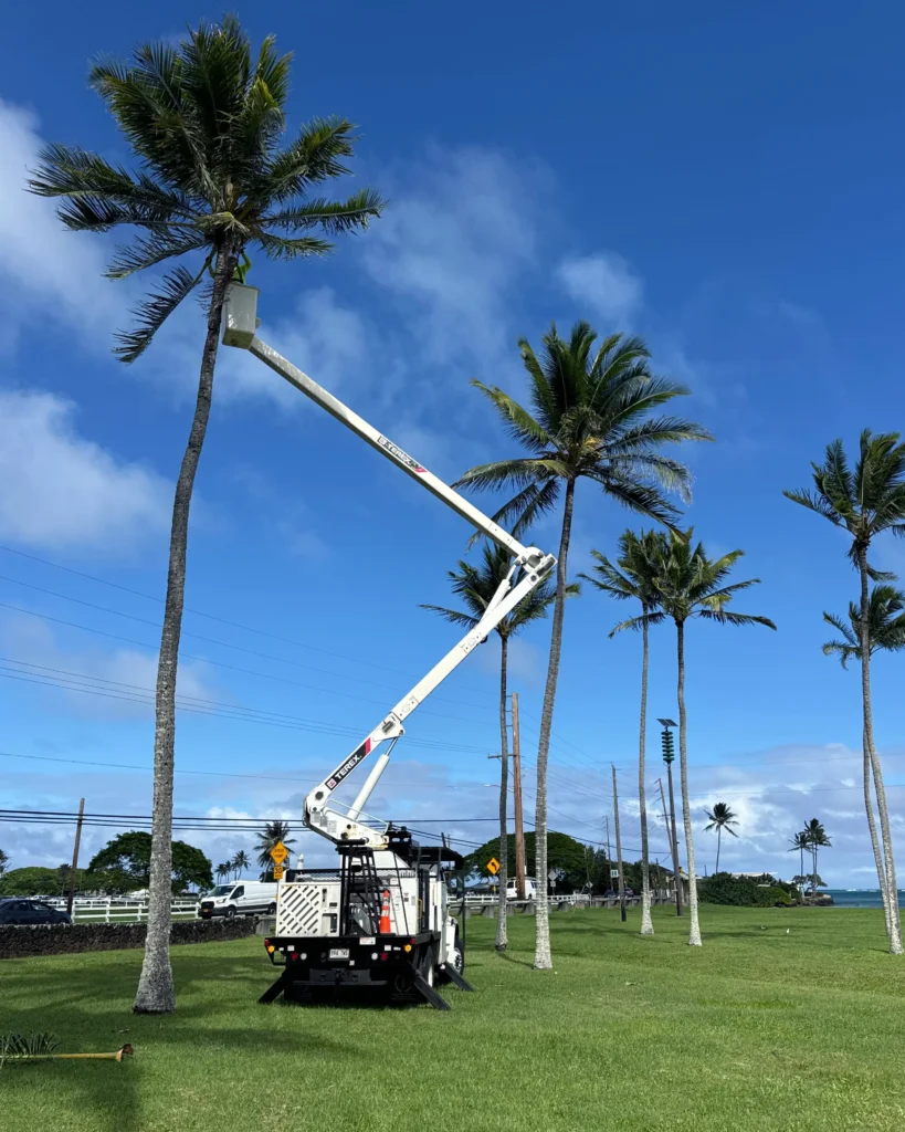 Tree Services In Honolulu, Hawaii