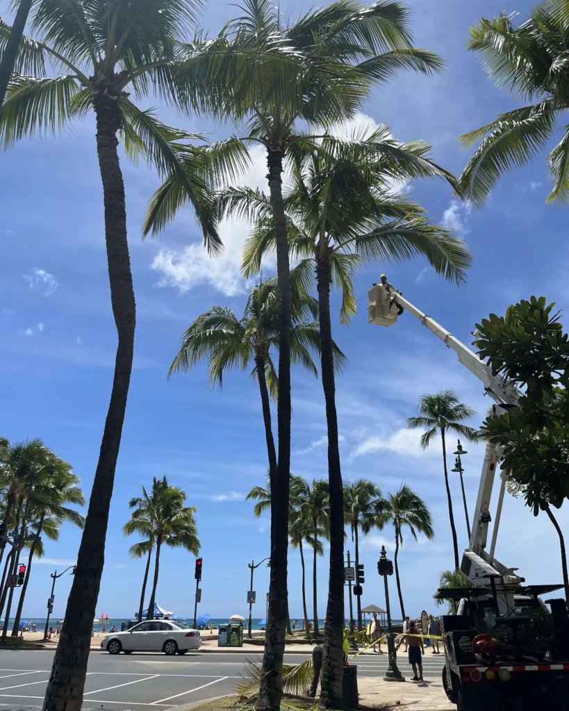 Tree Services In Honolulu, Hawaii