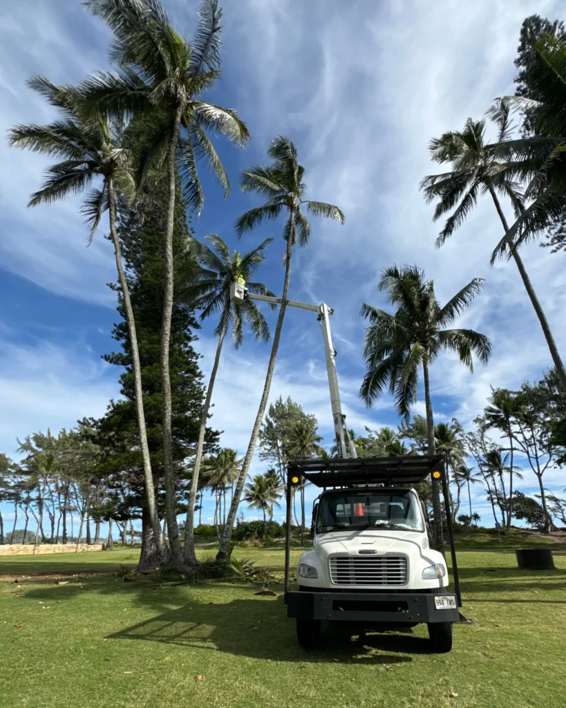 Tree Services In Honolulu, Hawaii