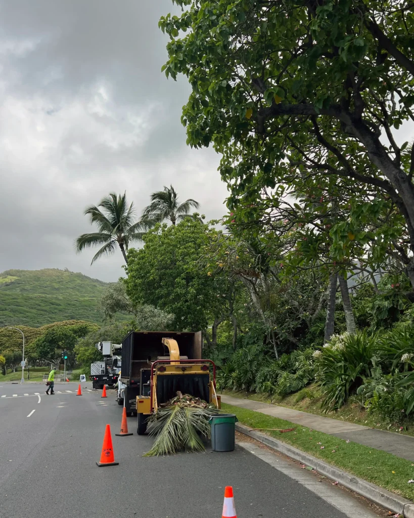 Tree Services In Honolulu, Hawaii