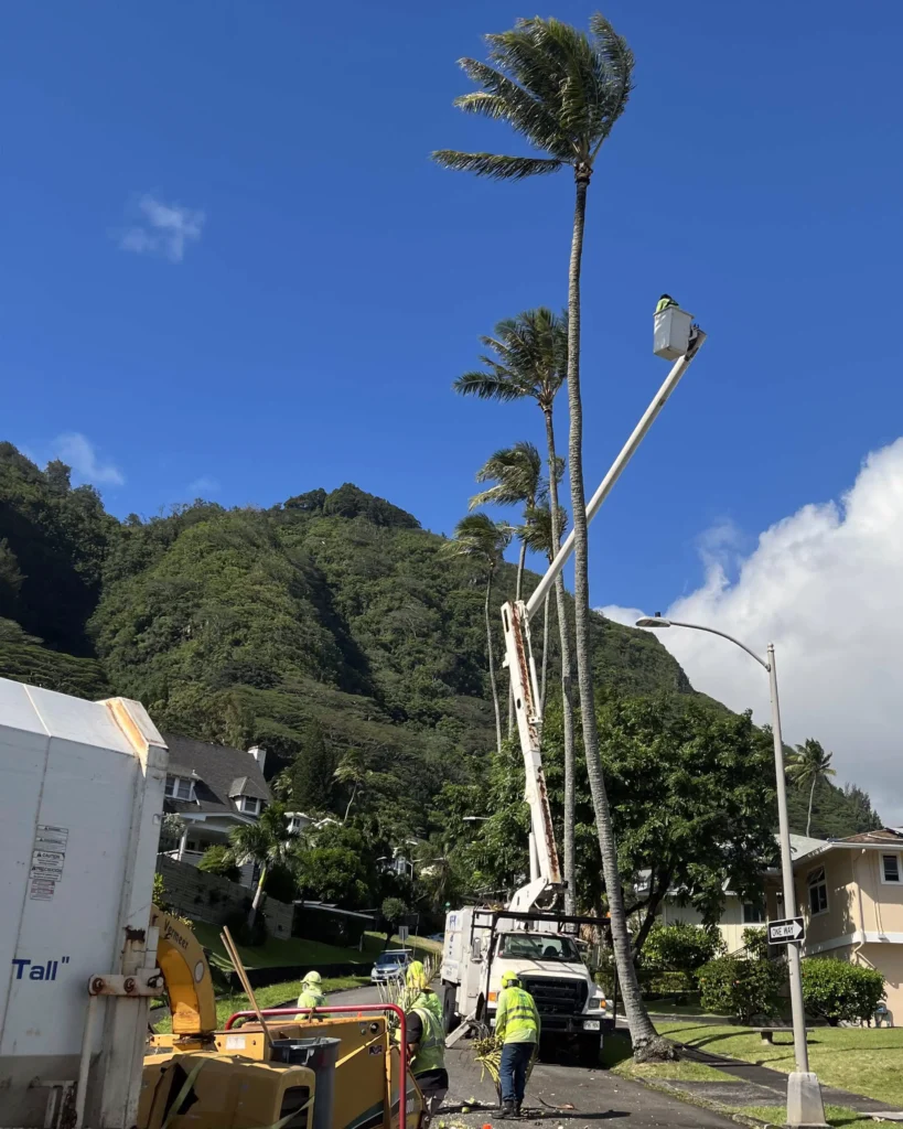 Tree Services In Honolulu, Hawaii